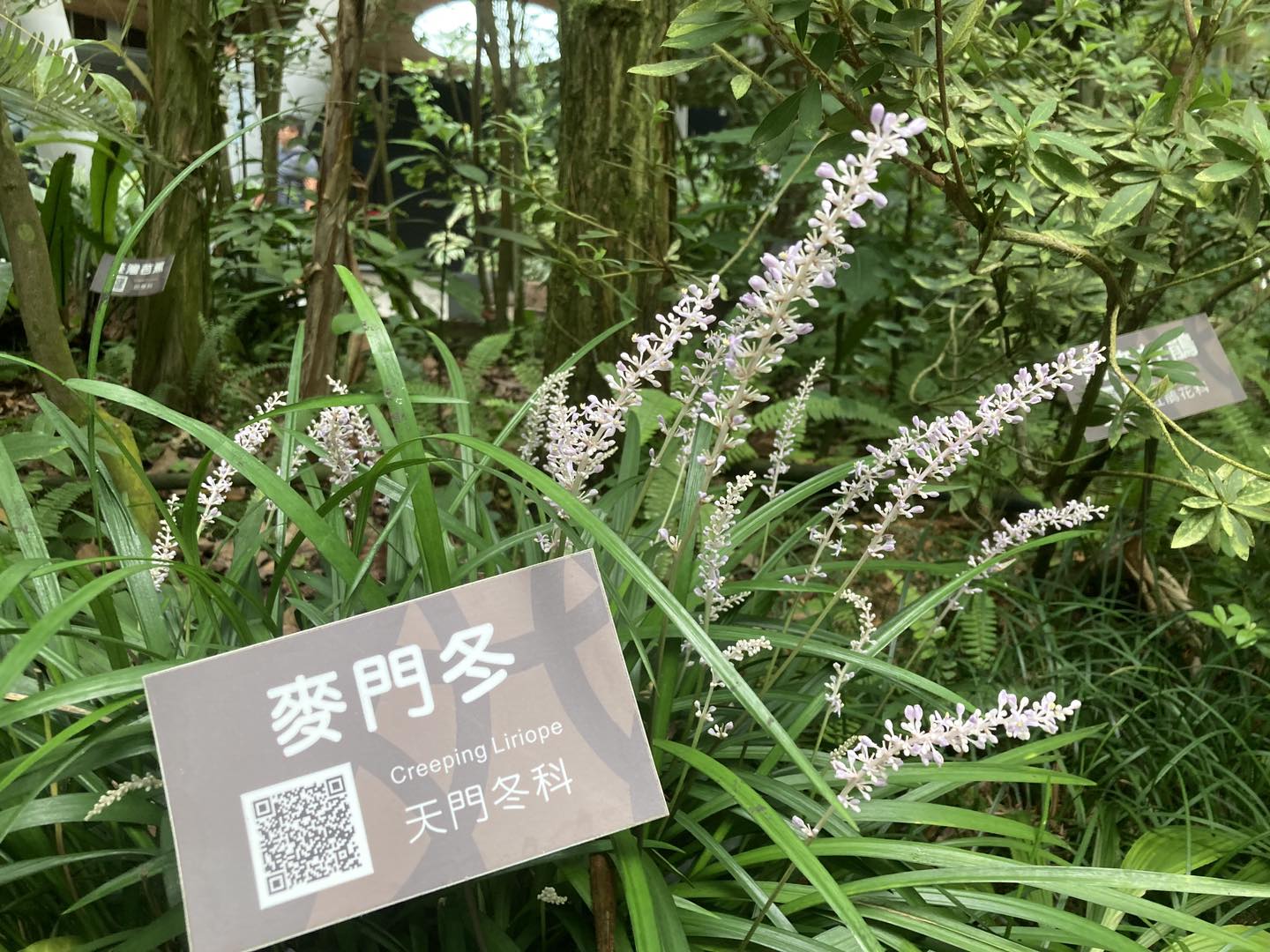 典藏植物週報 常見的潤肺中藥─麥門冬