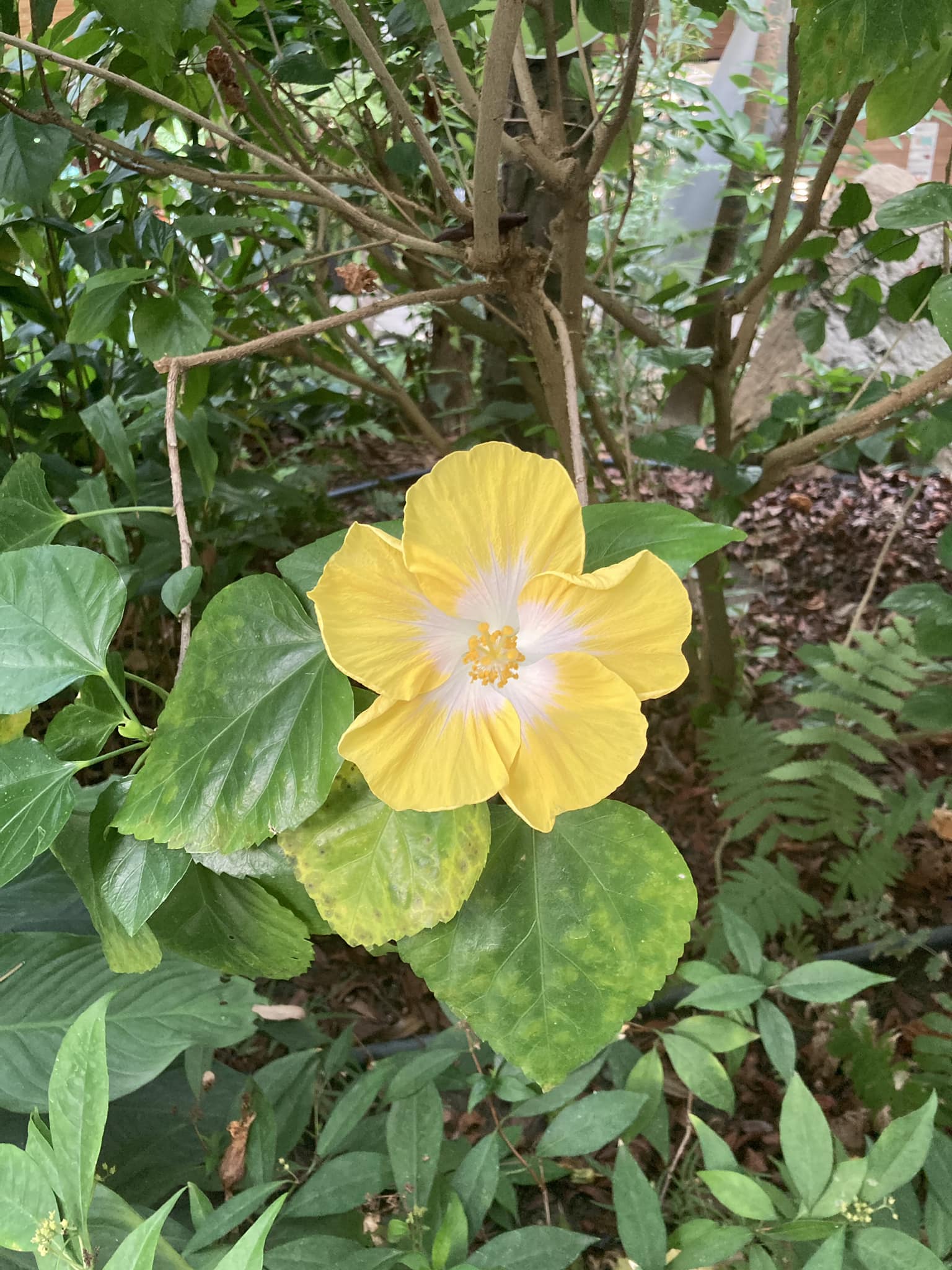 典藏植物週報 朱槿