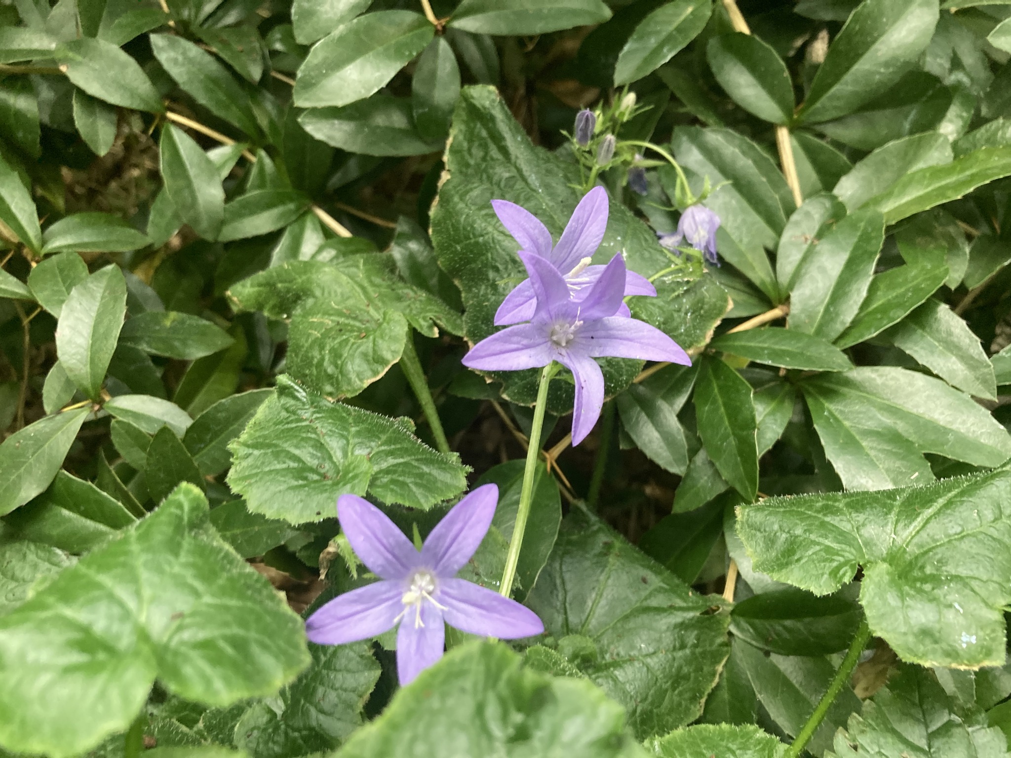 典藏植物週報 蔓性風鈴草