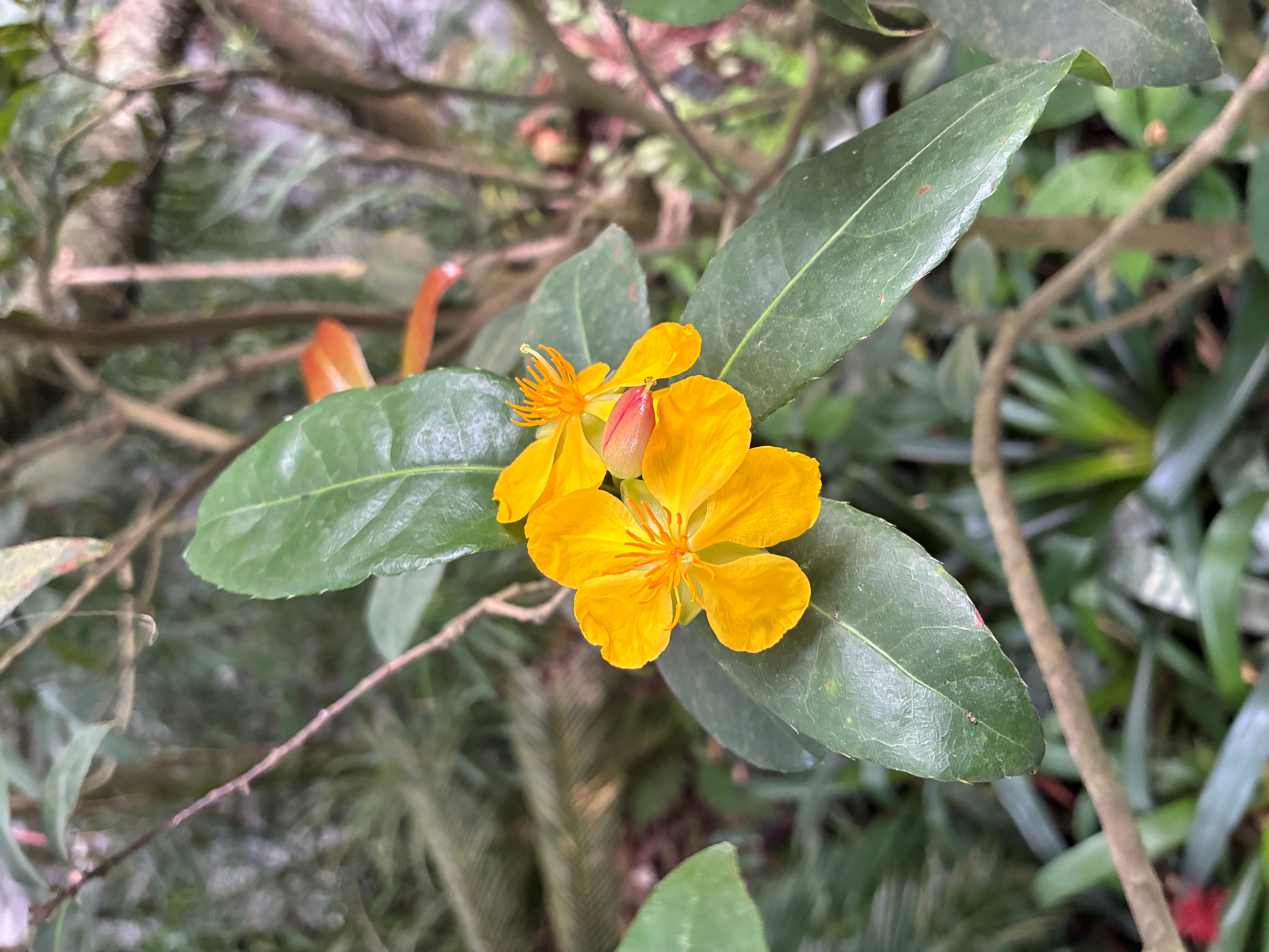 典藏植物周報│桂葉黃梅