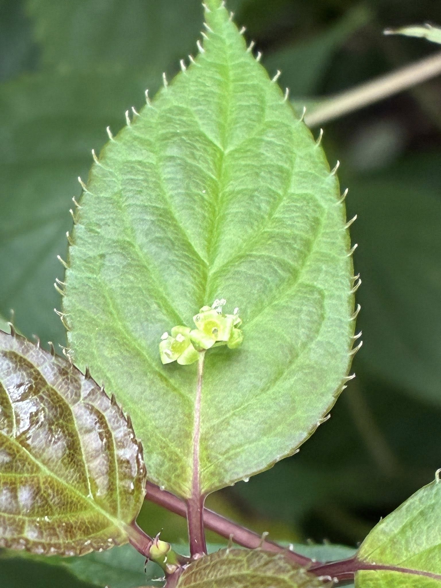 典藏植物週報｜臺灣青莢葉