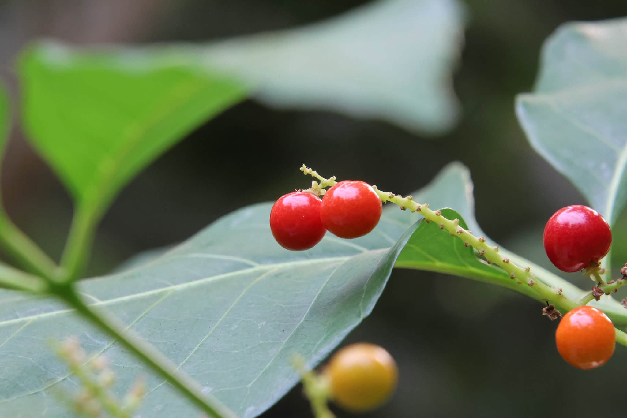 典藏植物週報｜止宮樹