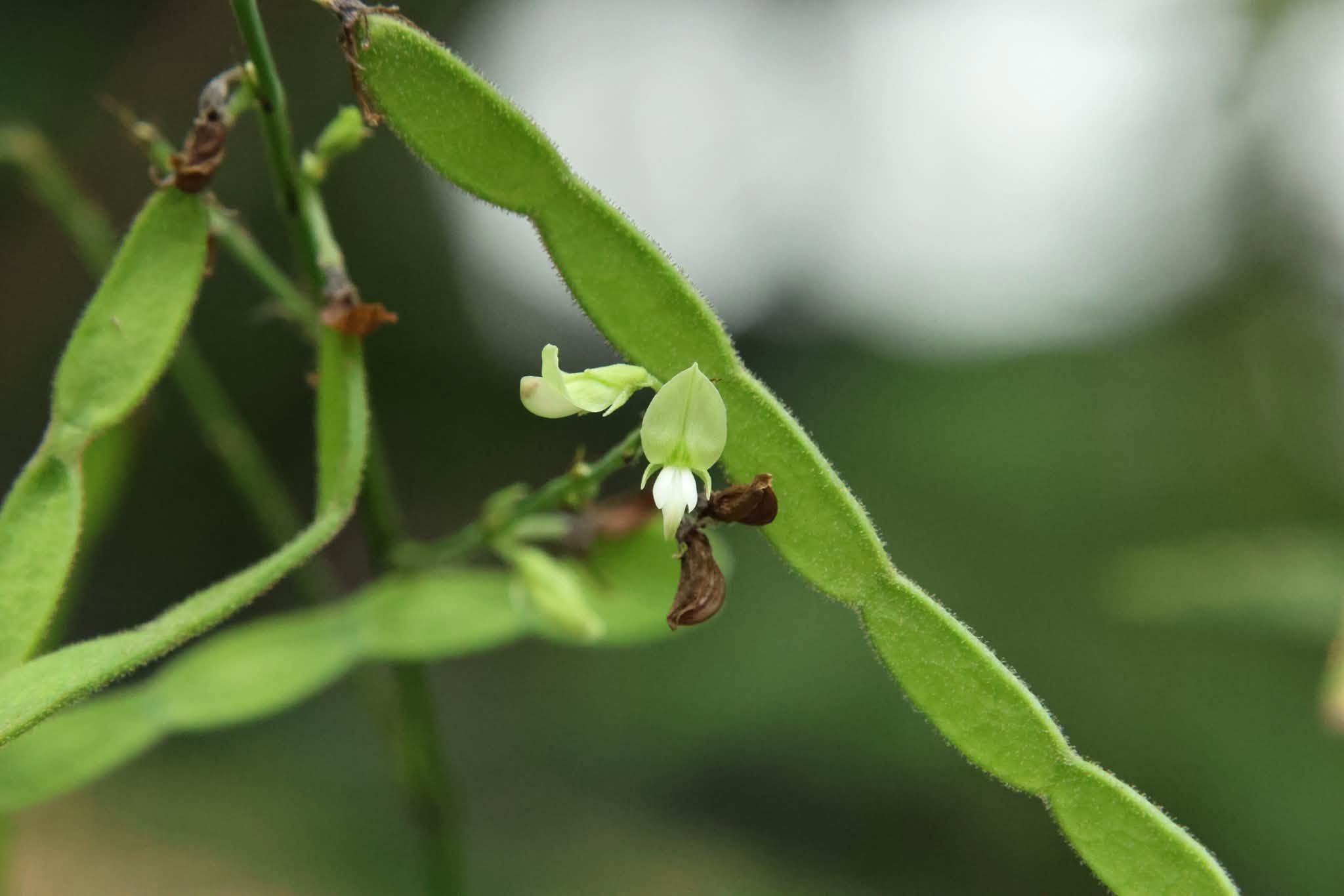 典藏植物週報｜小槐花