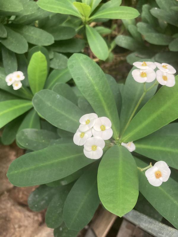 典藏植物週報：辟邪擋煞象徵富貴的麒麟花