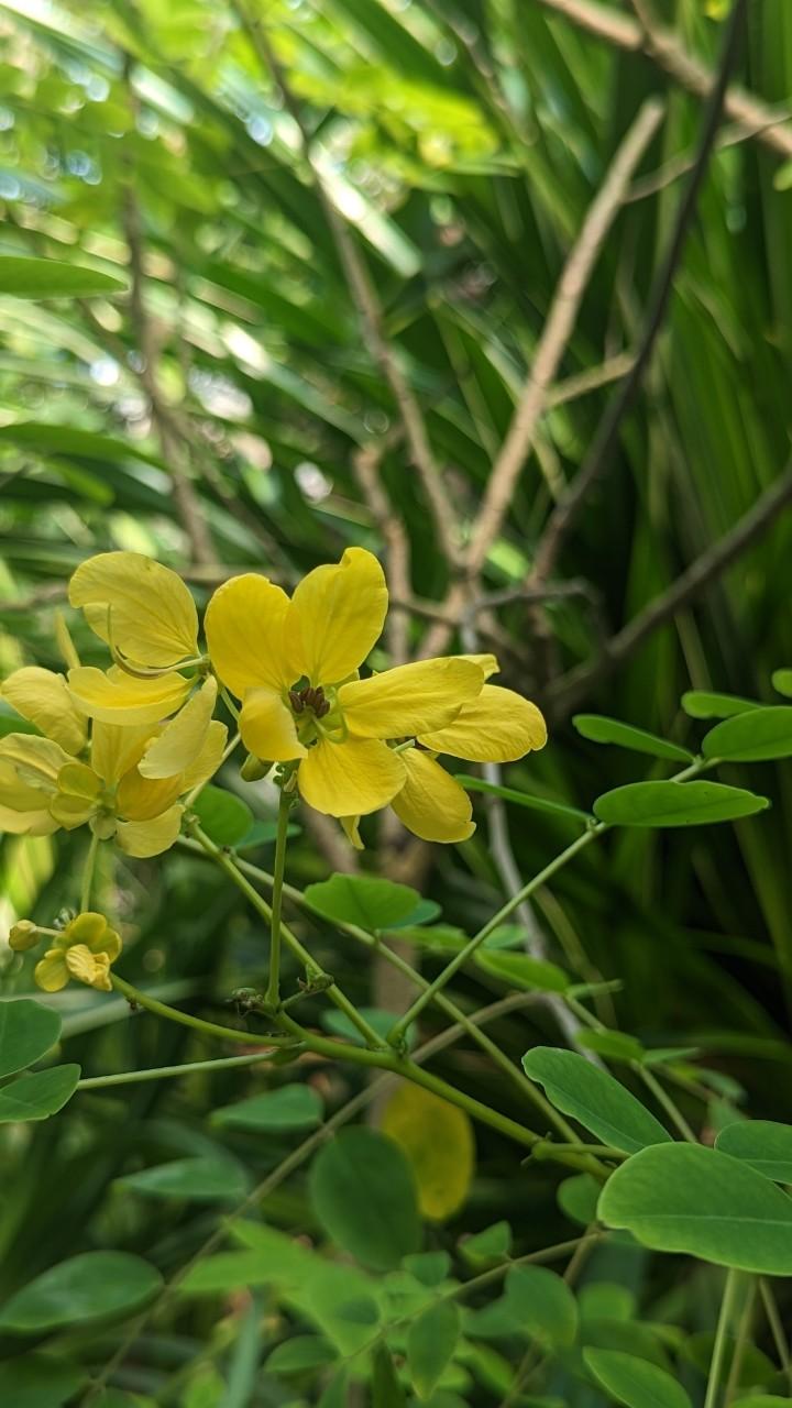 典藏植物週報 黃槐