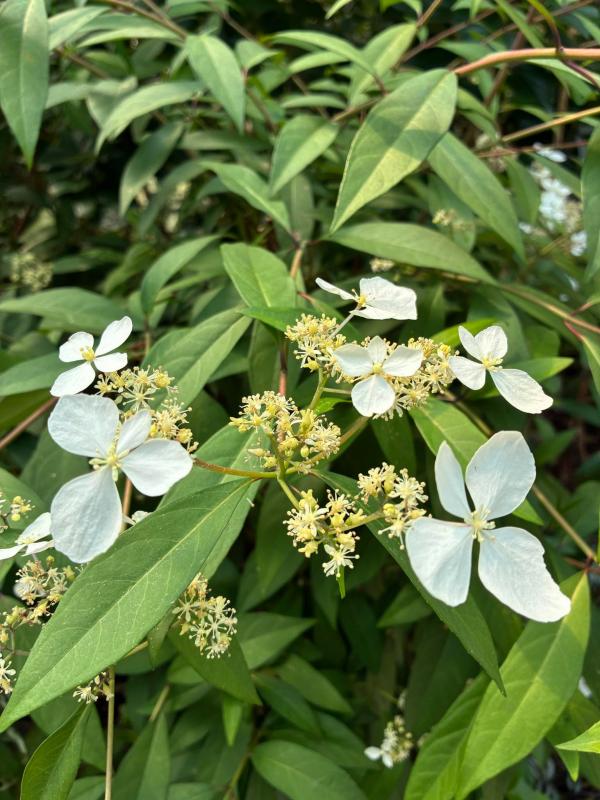 典藏植物週報｜華八仙