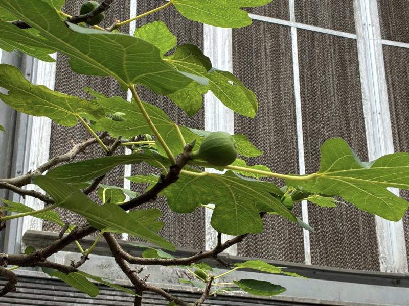 典藏植物週報｜無花果