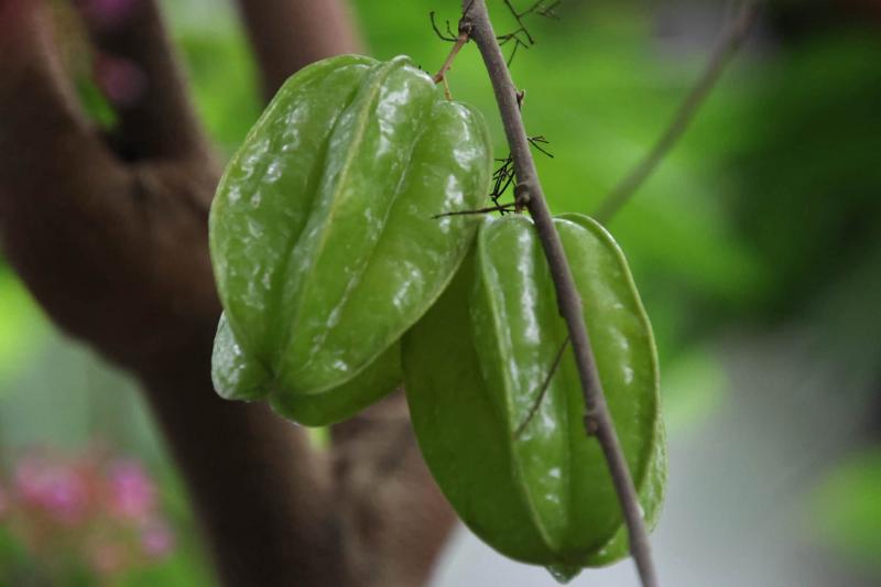 典藏植物週報｜楊桃