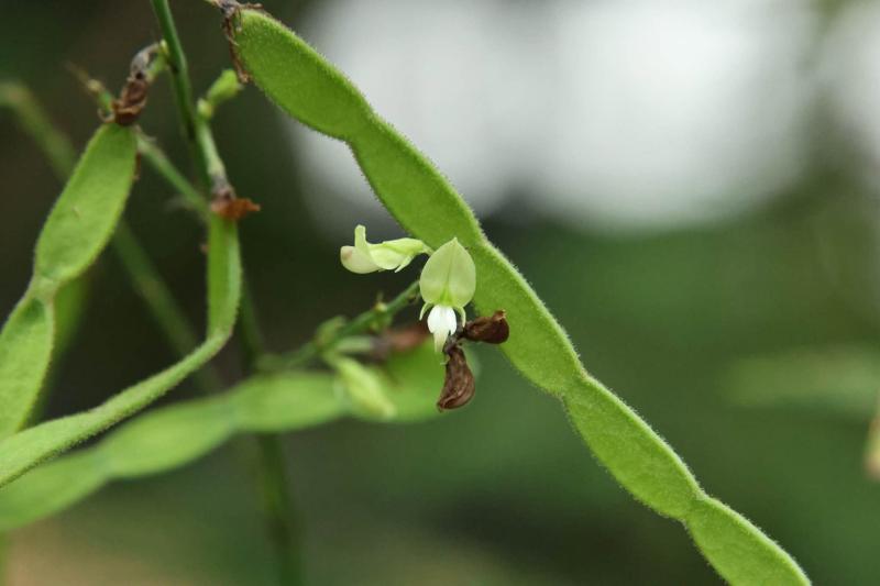 典藏植物週報｜小槐花