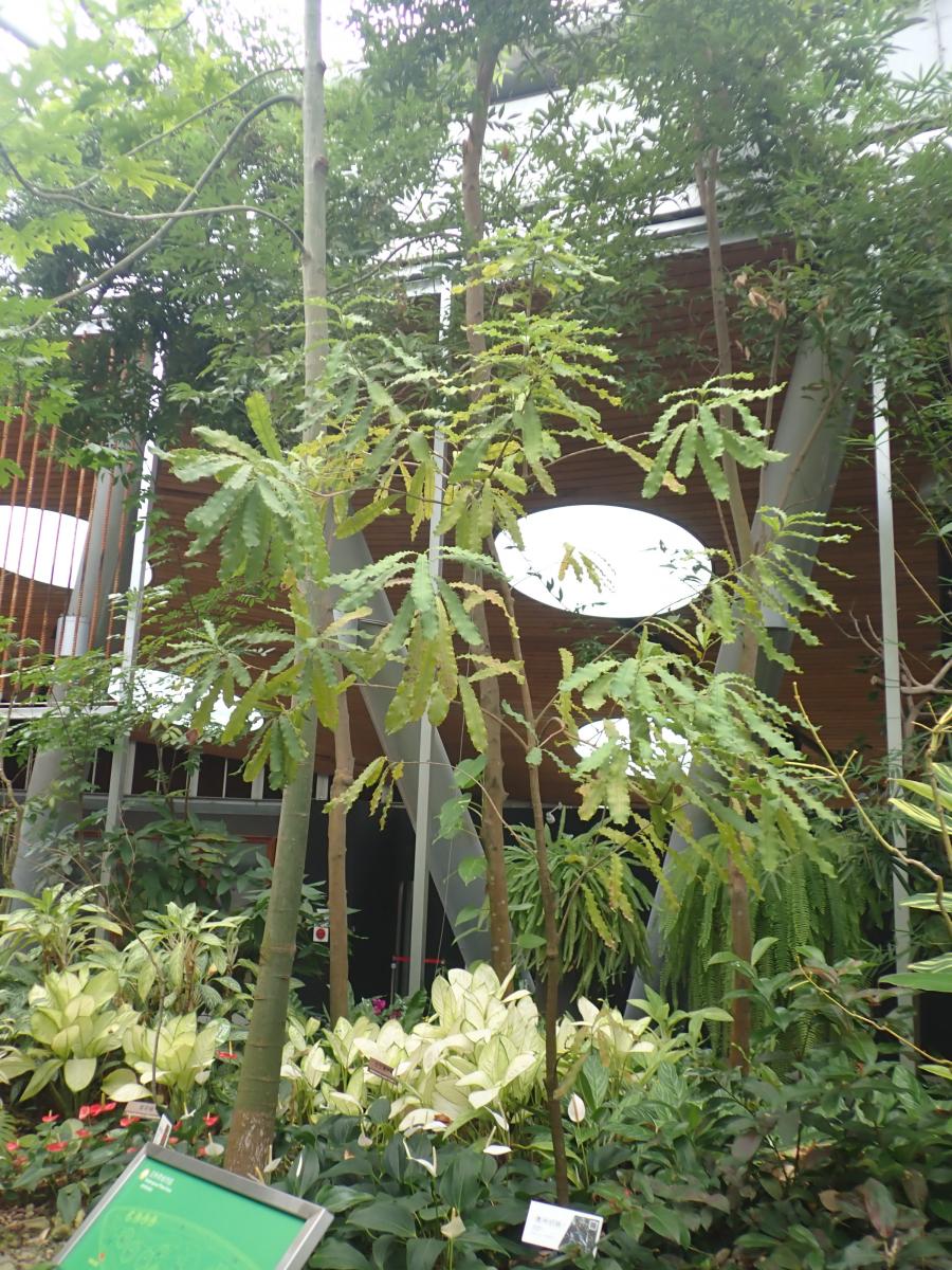 澳洲胡桃 臺北典藏植物園